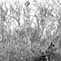 A pencil drawing of the cornfield Cole walked through while lost